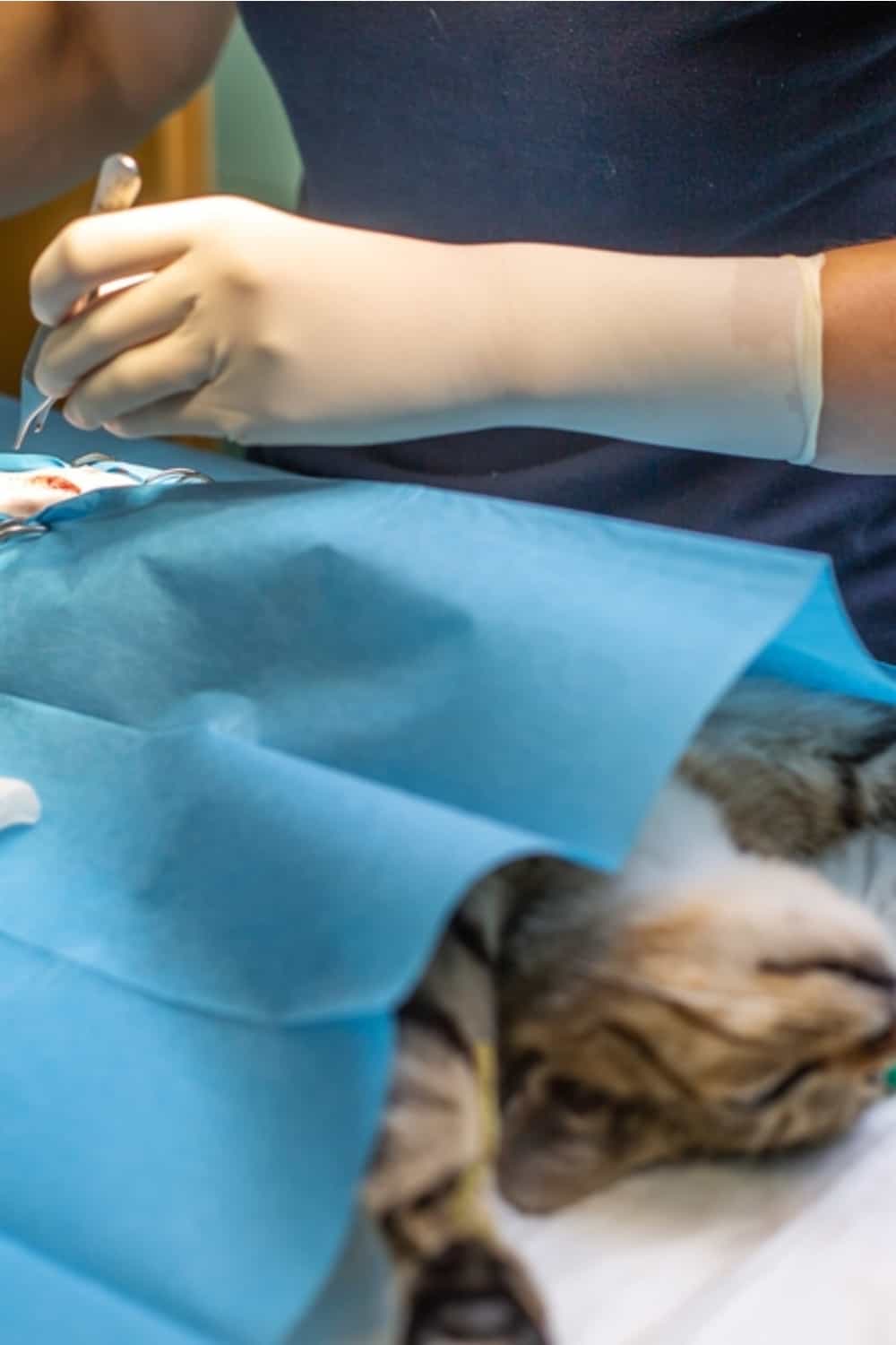 vet sterilizes the cat on the table