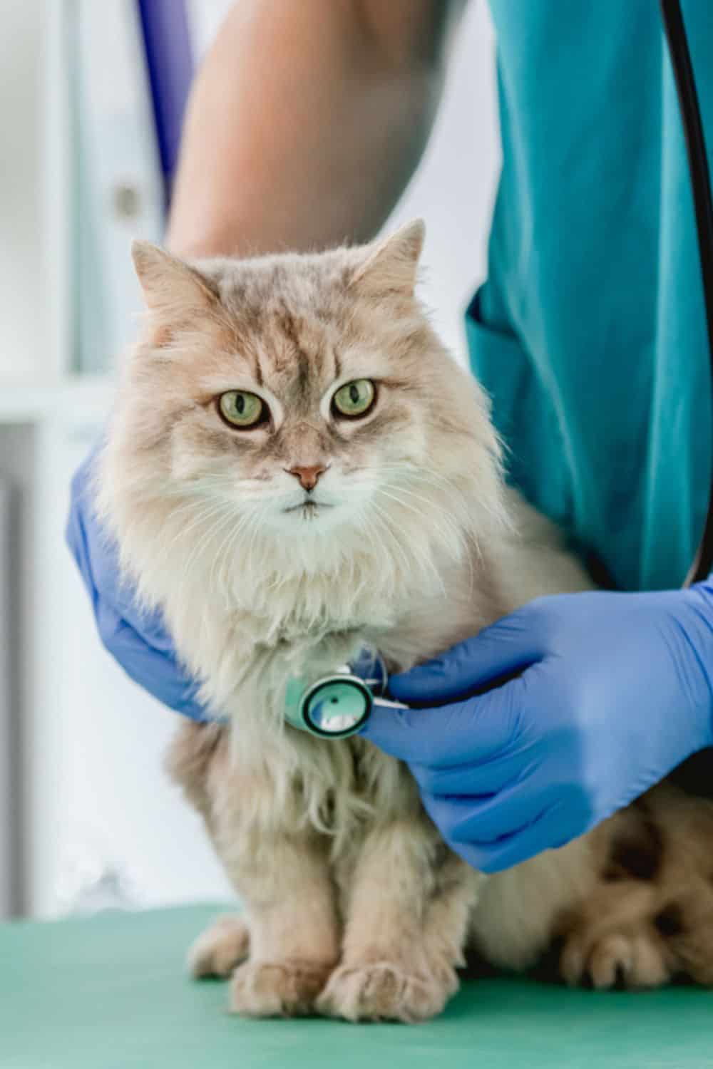 veterinarian examining cat