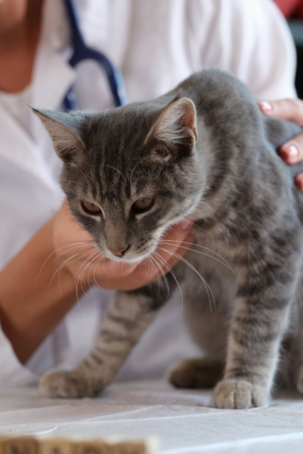 veterinarian helping a cat 