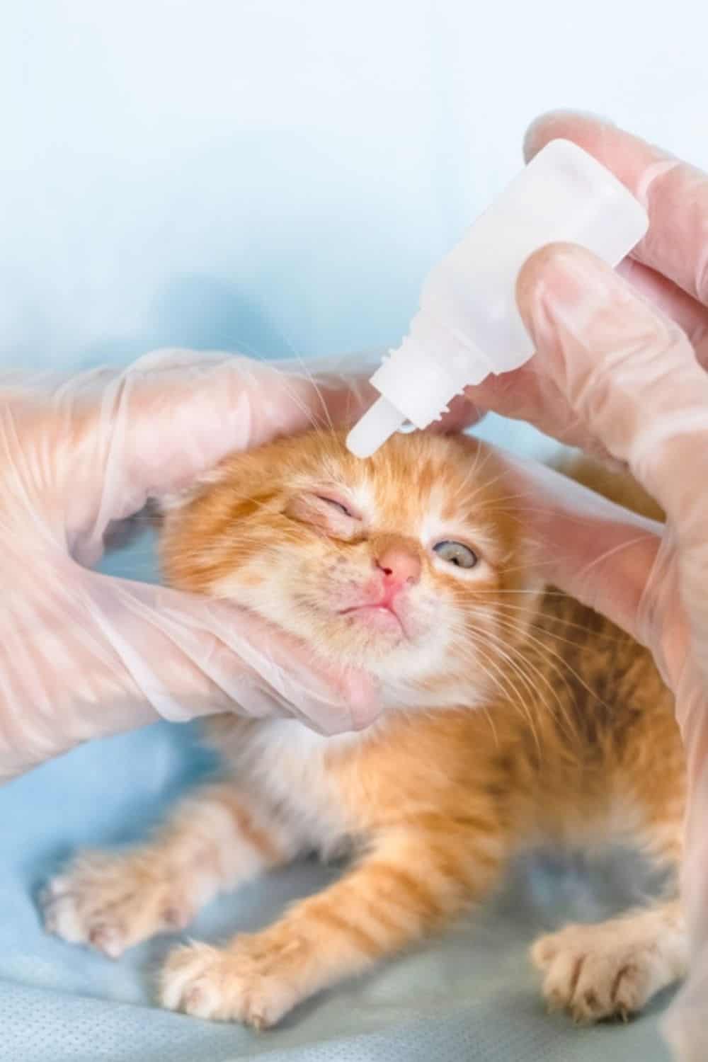 veterinarian putting medicine liquid in cat's eye