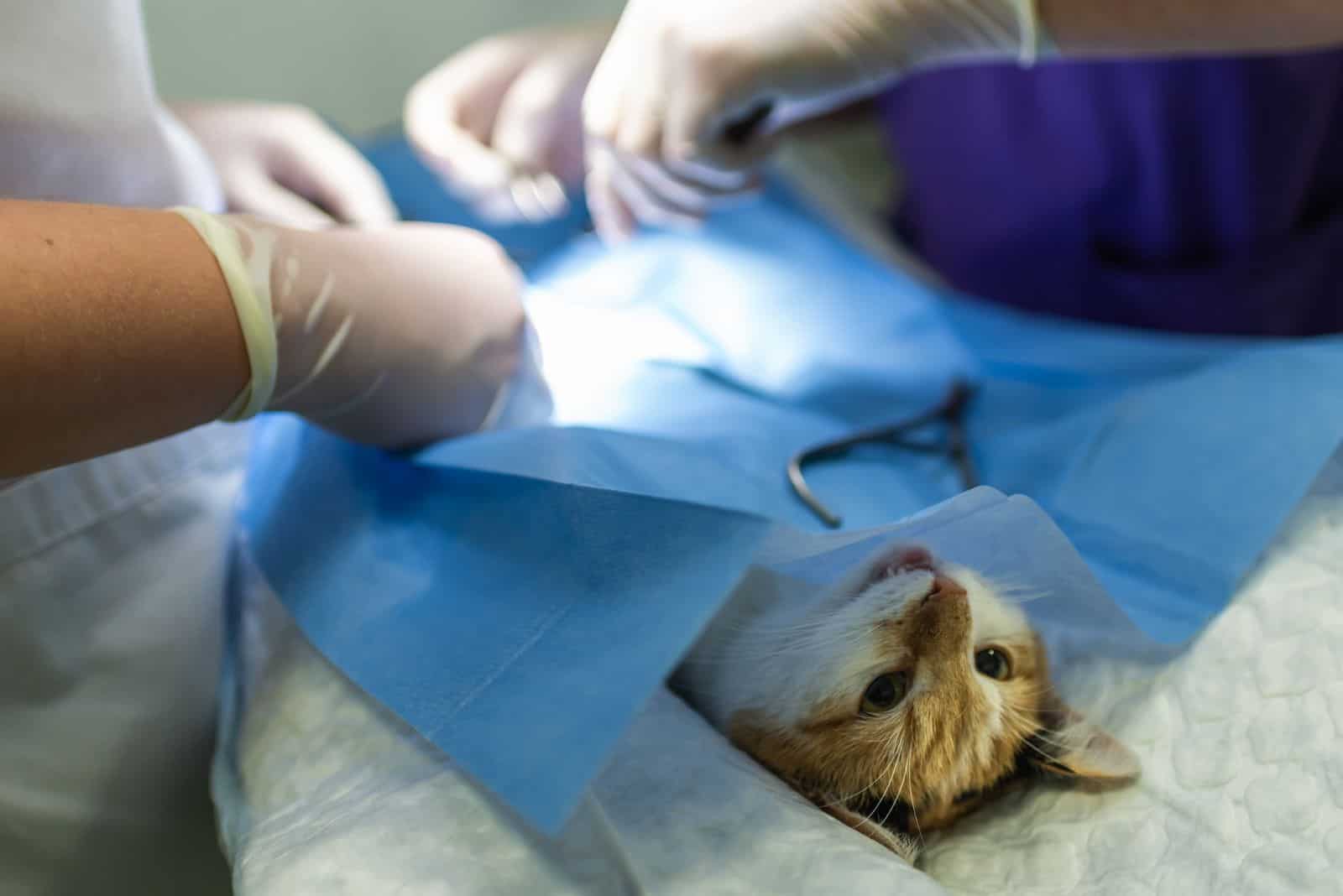 veterinarians sterilize the cat