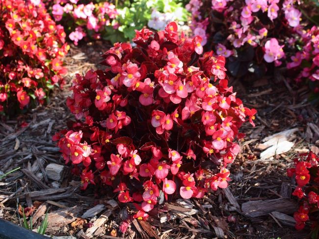 wax begonia blooming