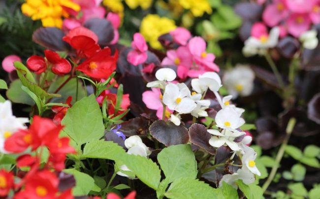 wax begonia care begonia semperflorens