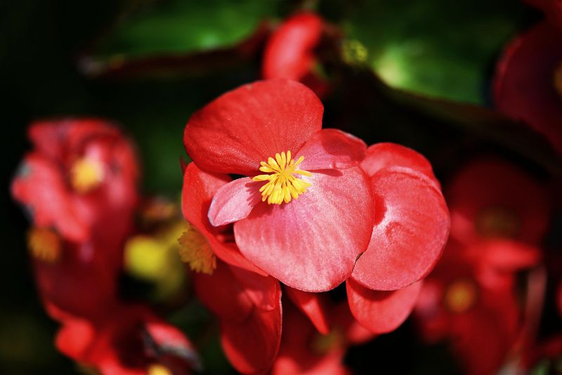 wax begonia care begonia semperflorens