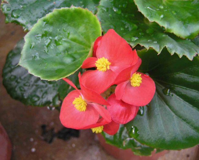 wax begonia care begonia semperflorens