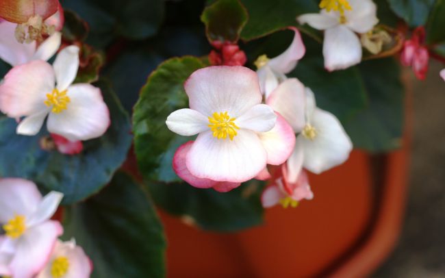 begonia semperflorens cultorum