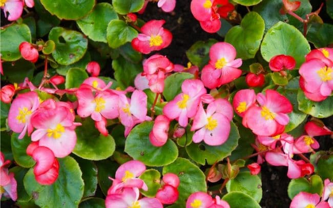 wax-begonia-care-begonia-semperflorens