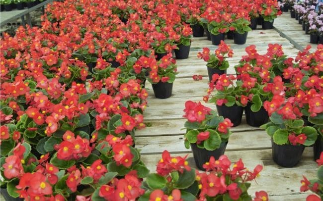 wax-begonia-care-begonia-semperflorens