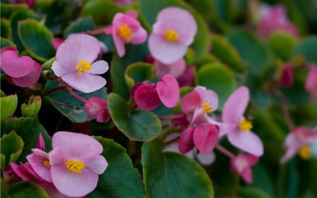 begonia semperflorens