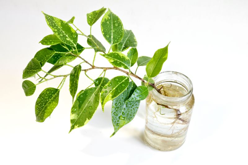 weeping fig propagation ficus benjamina