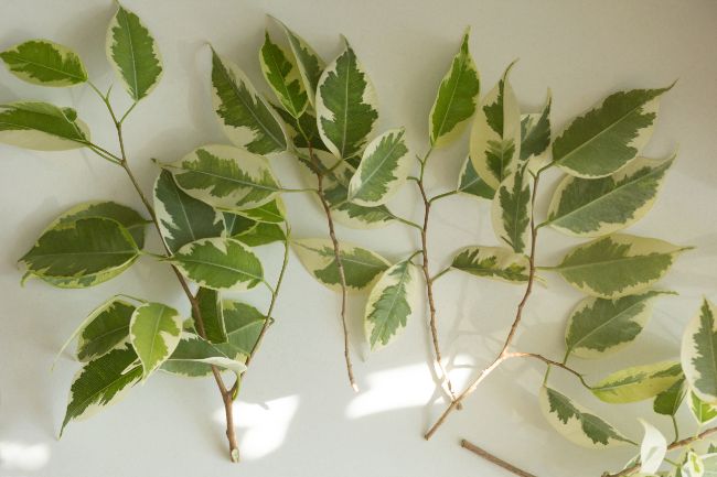 weeping fig cuttings ficus benjamina