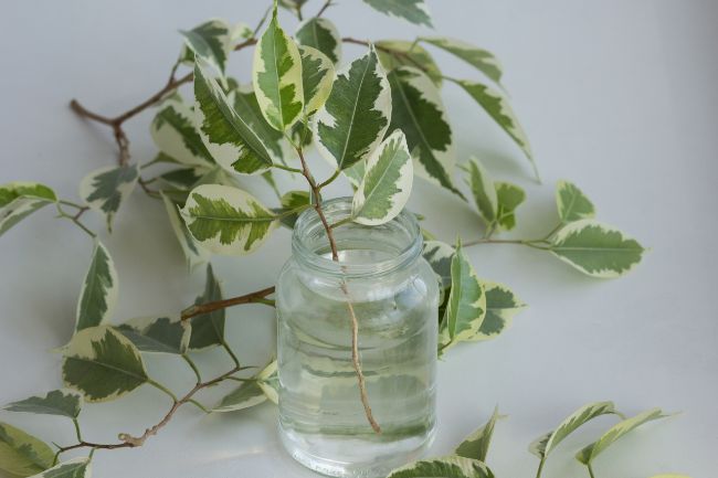 weeping fig water propagation