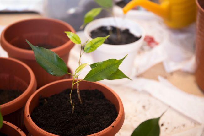 weeping fig propagation in soil ficus benjamina