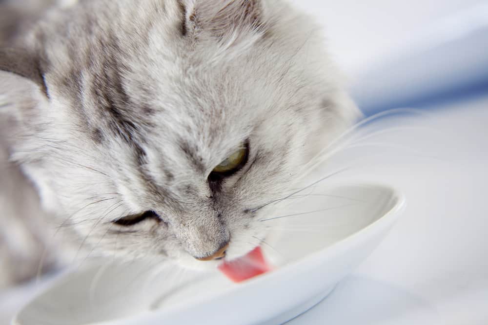 what can cats drink besides water