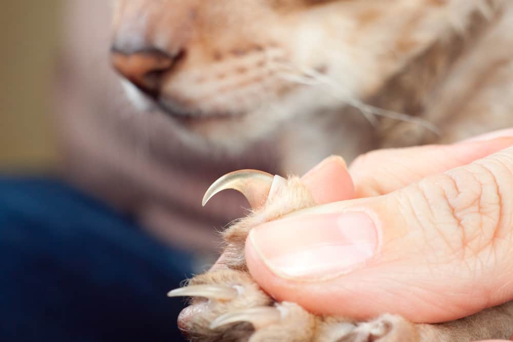 what happens if you don't trim cat nails