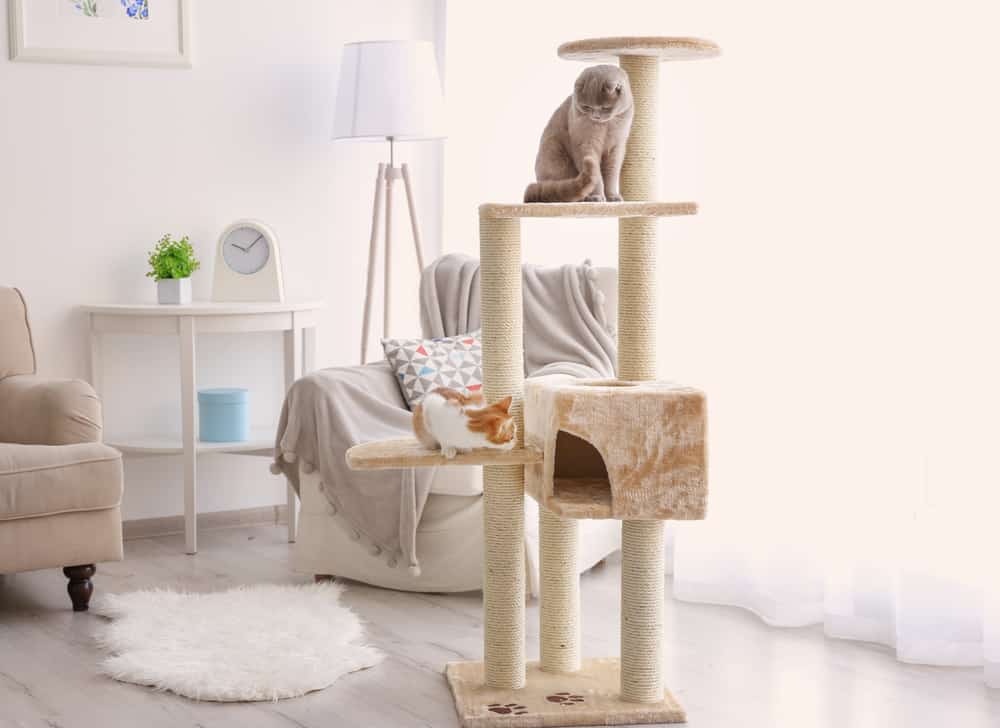 Best place to put a cat tree hotsell