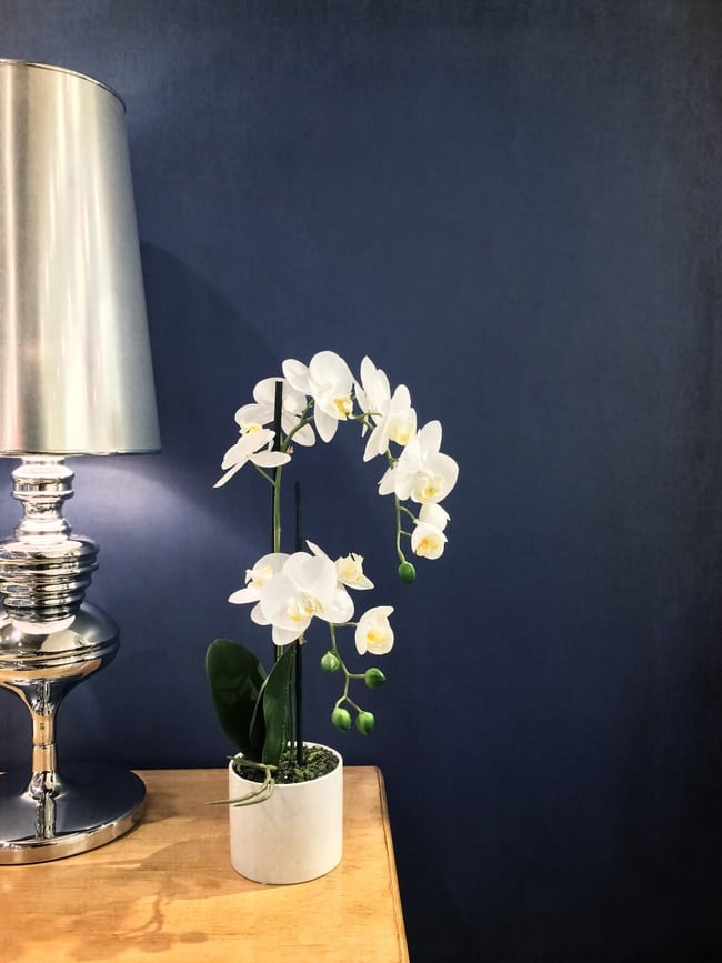 where to place a phalaenopsis orchid at home