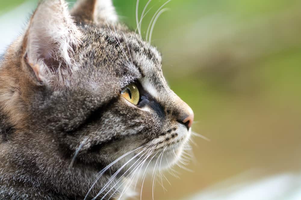 best whisker fatigue cat bowls