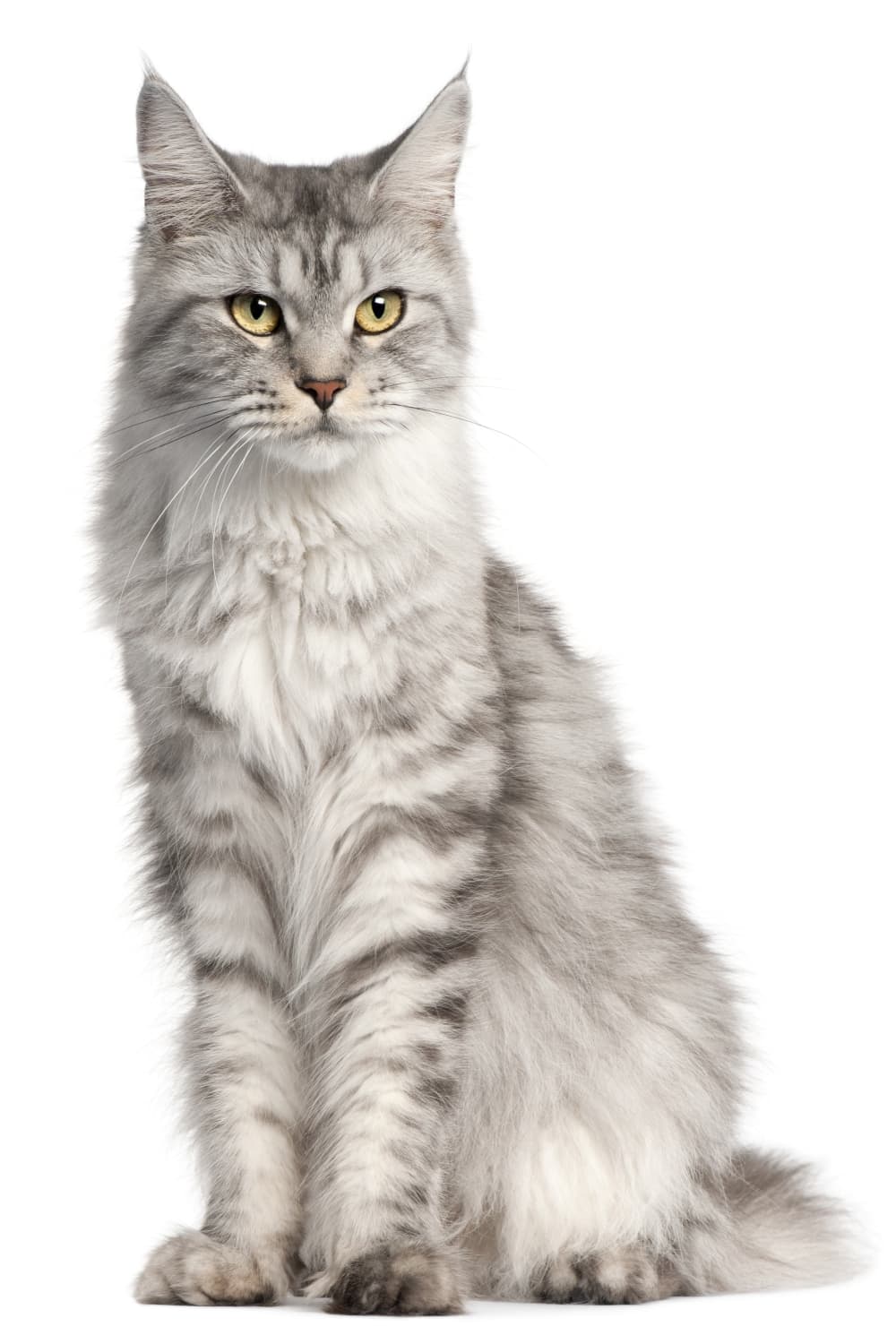 white and gray Norwegian Forest Cat