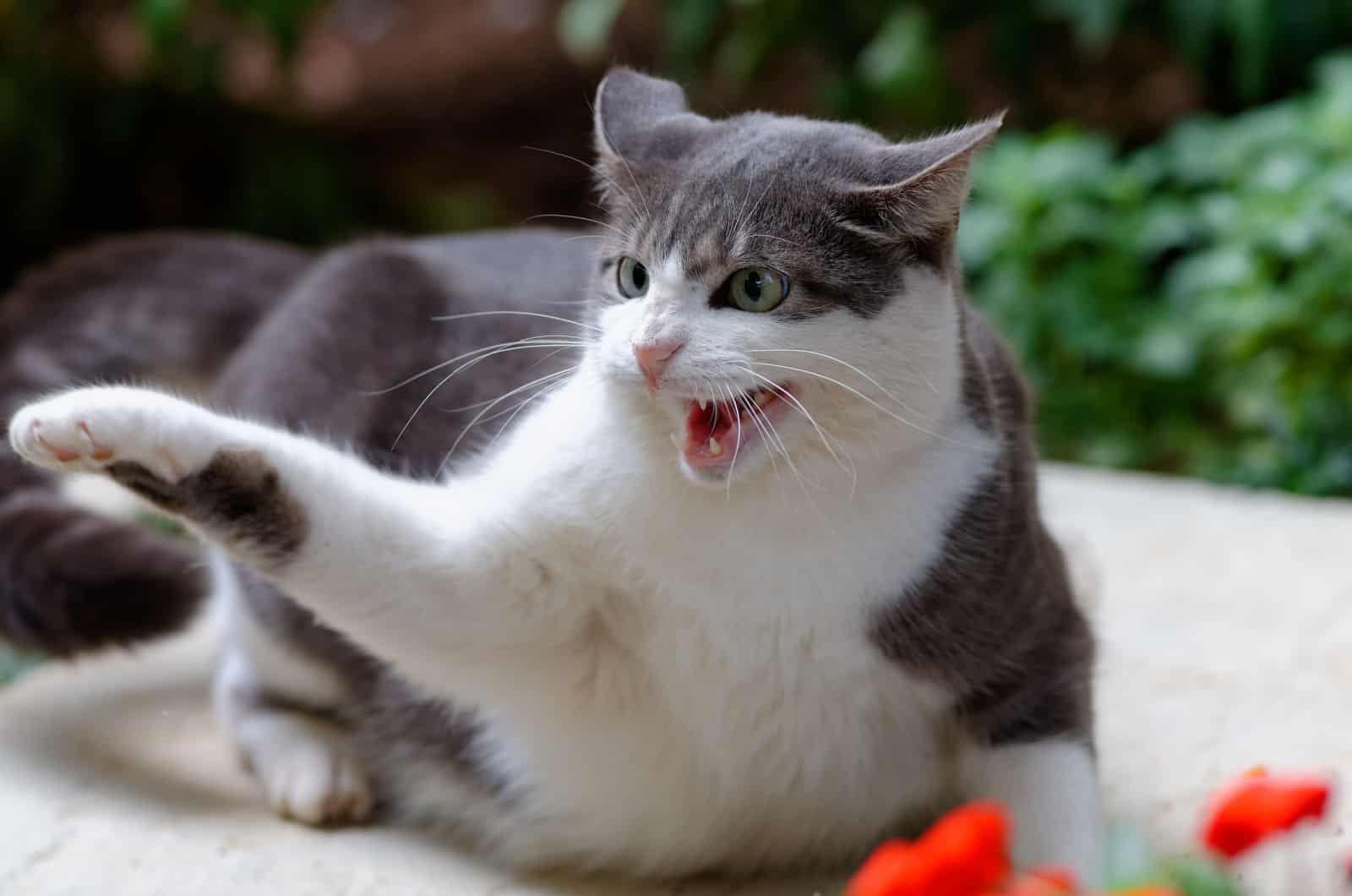 white and gray cat aggressive behavior