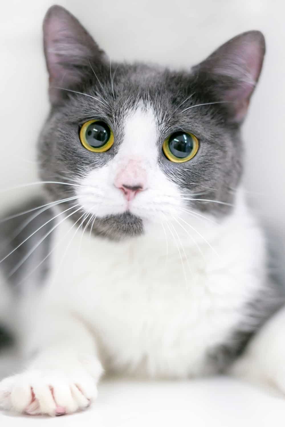 white and grey cat with dilated pupils