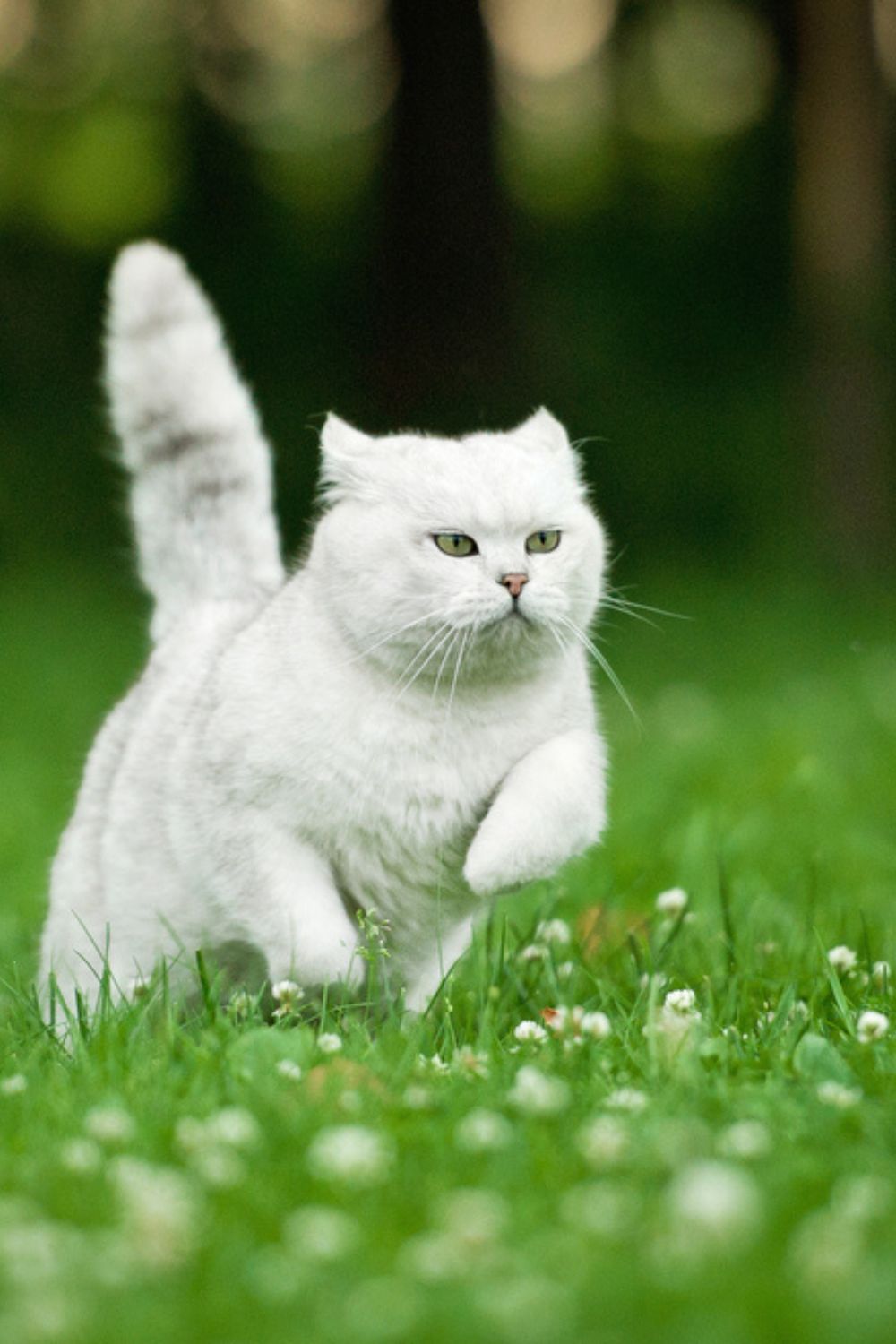 white cat running