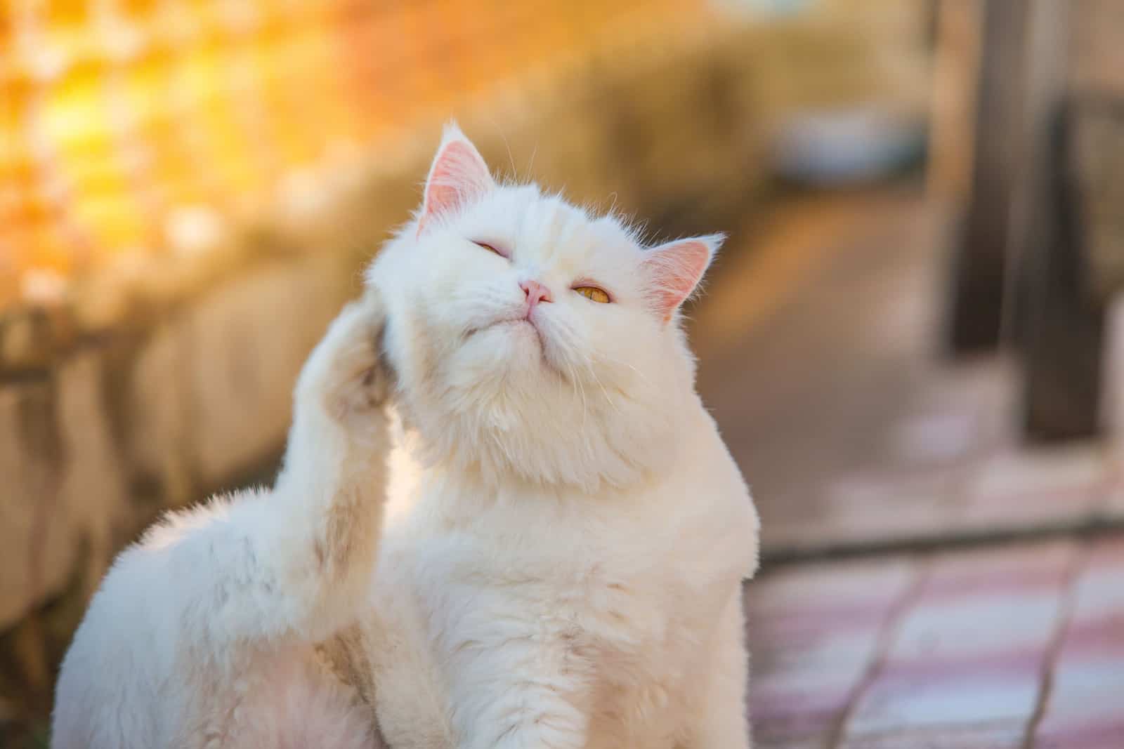 white cat scratching its face