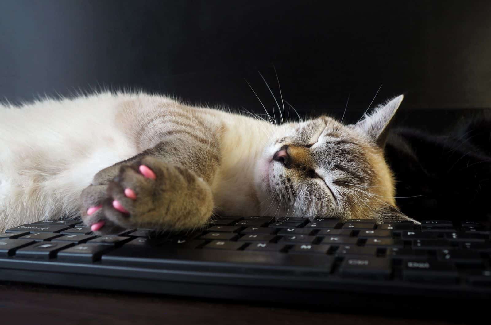 white cat sleeping with nail caps