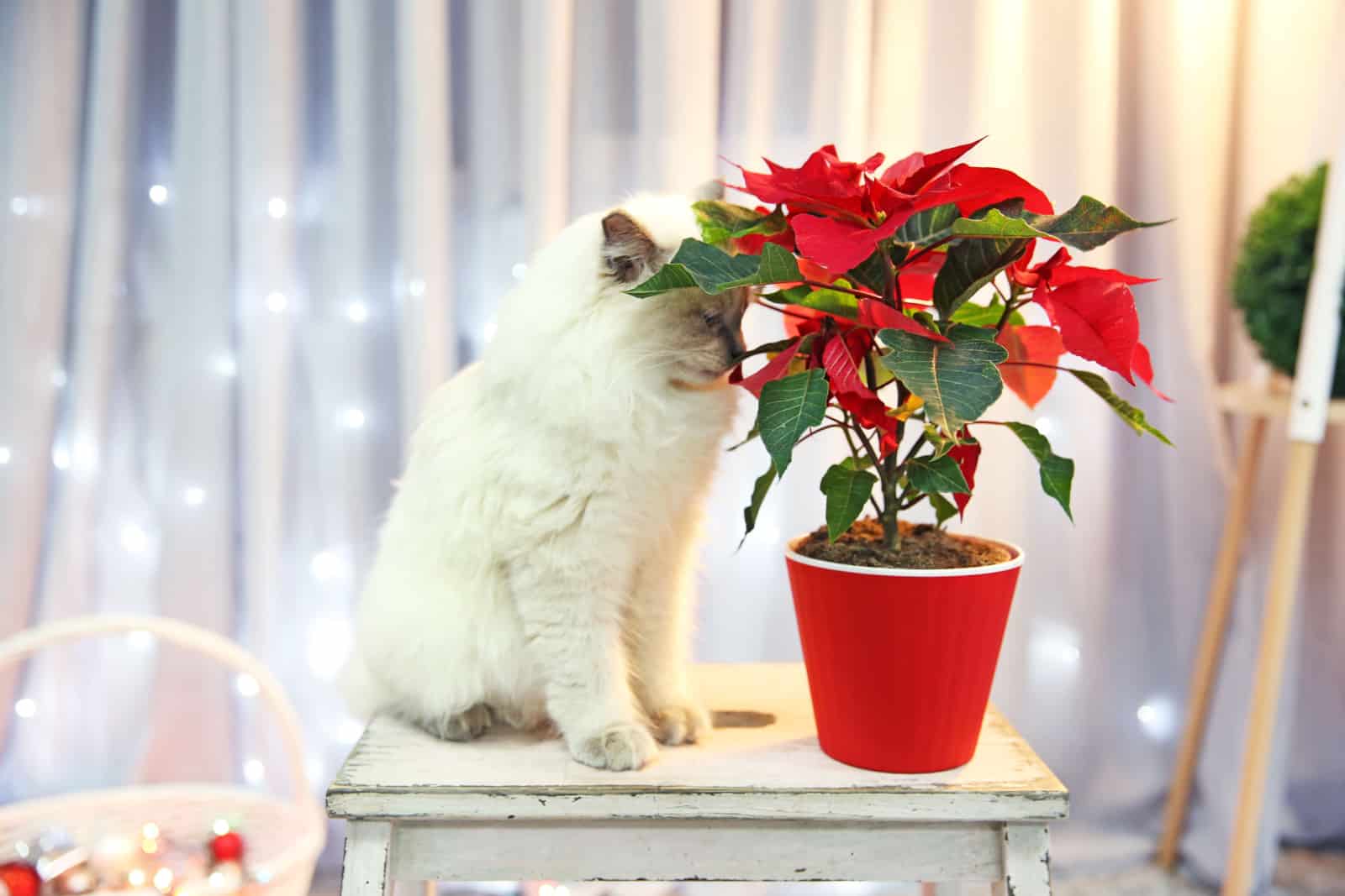 white cat sniffing a poinsettia plant