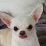 white chihuahua