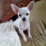 white chihuahua