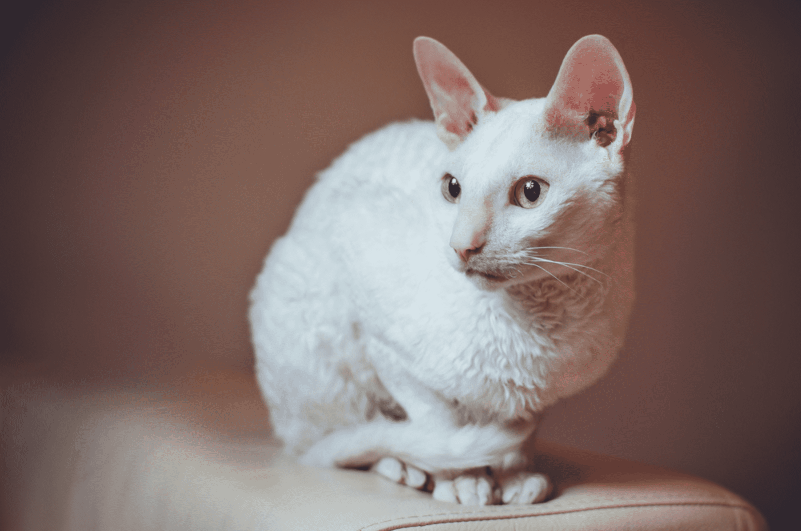 white cornish rex