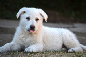 White German Shepherd