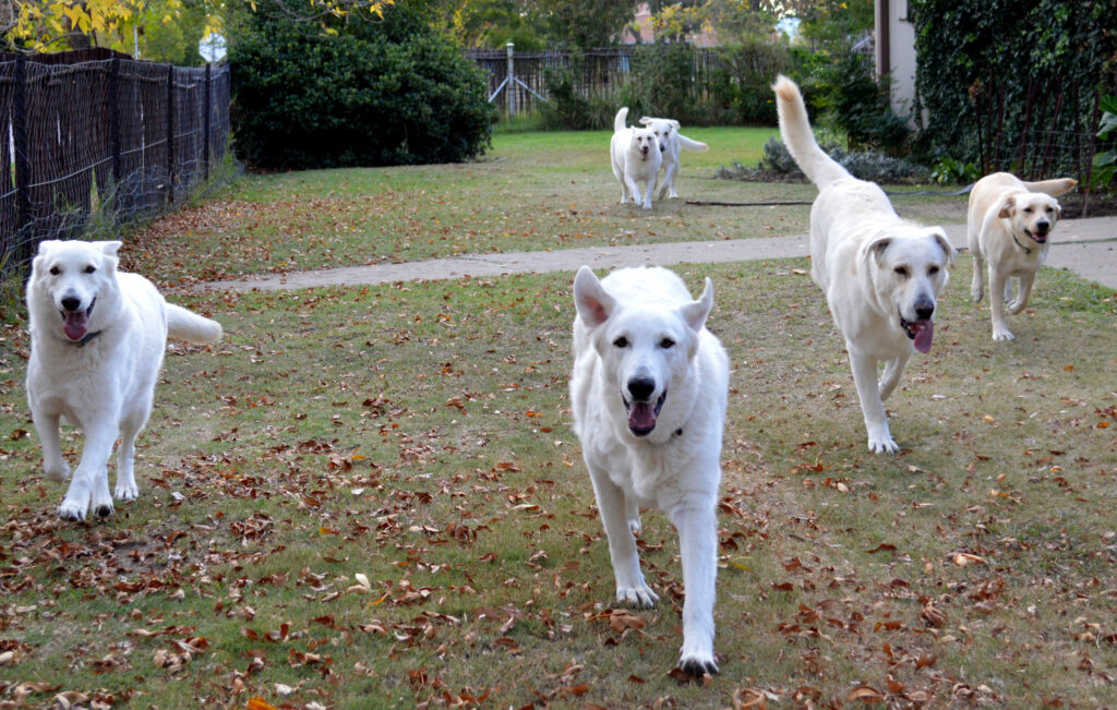 White German Shepherd