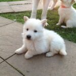 white german shepherd puppies