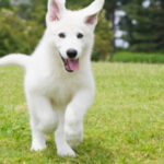 white german shepherd puppies