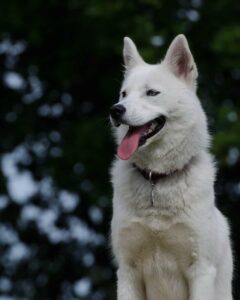 white-husky (4)