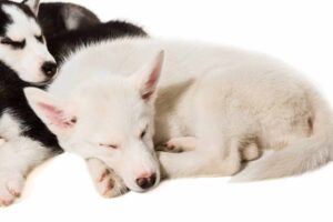 Cute little husky puppy isolated on white background. A group of puppies are sleeping in the studio. Husky kids are tired