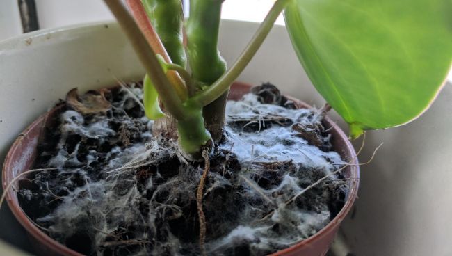 white mold in houseplant soil