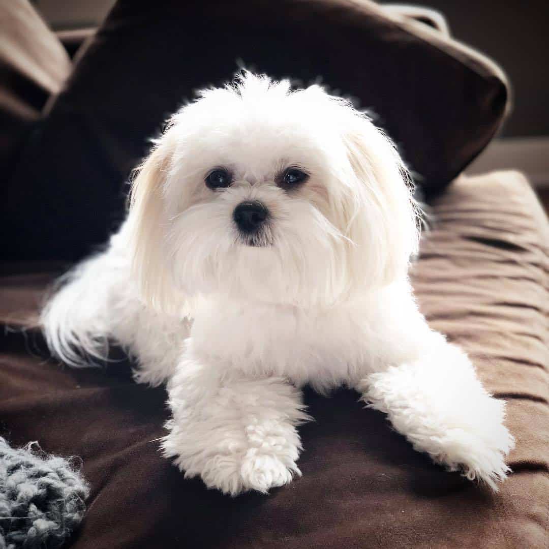 white miki on couch