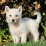 white shepherd