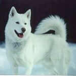 white-siberian-husky_2