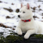 white-siberian-husky_3