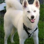 white-siberian-husky_7