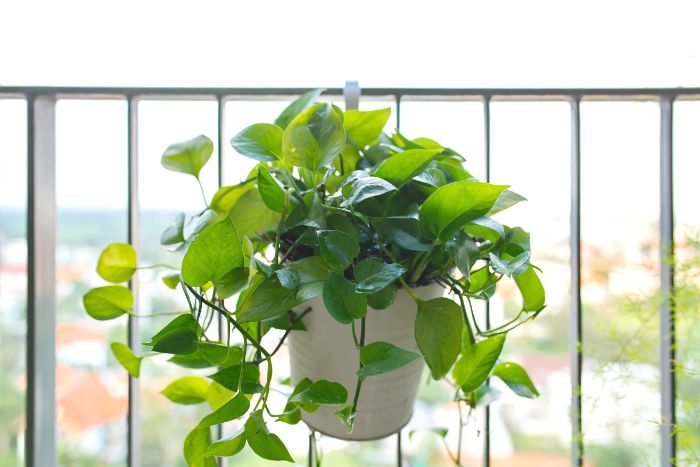 why are my pothos leaves curling