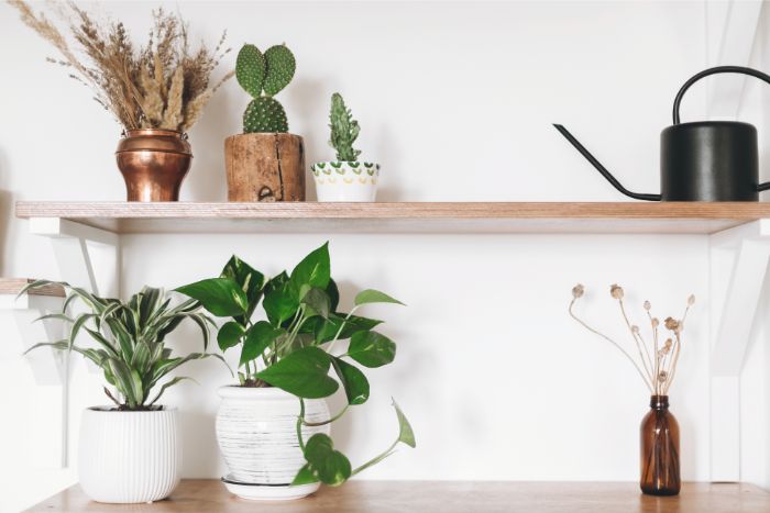 why are my pothos leaves curling