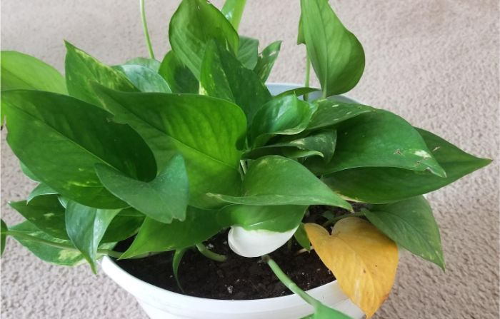 why are my pothos leaves turning yellow