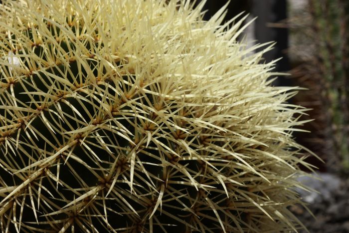 why do cacti have spines