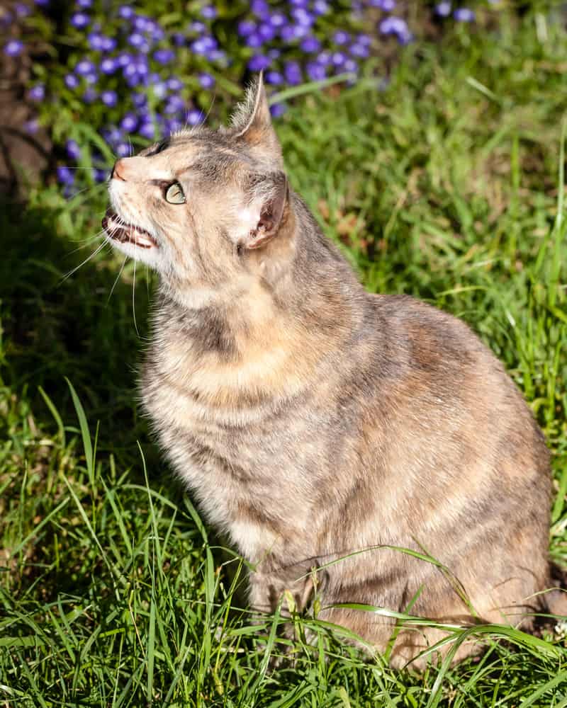 tortie tabby cat chattering at a bird with excitement