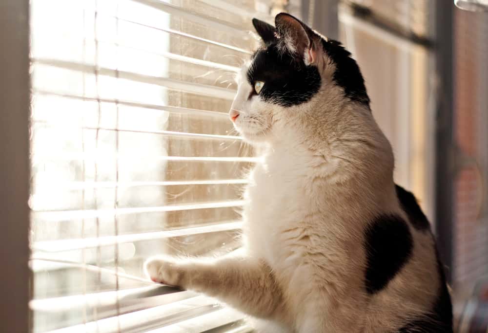 why do cats lick blinds